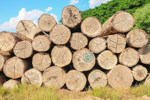 teakwood-logs-june102019-min