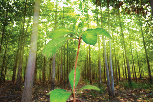 sustainable-teak-growth