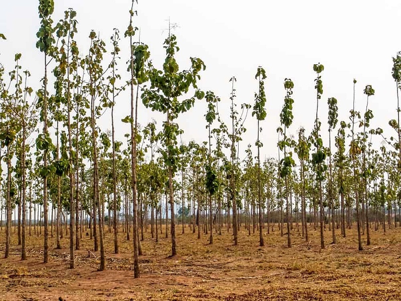 Teak-Wood-Brazil-forest-june102019-min