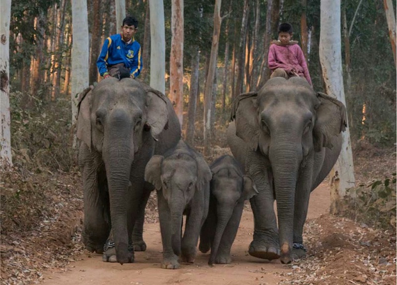 缅甸大象