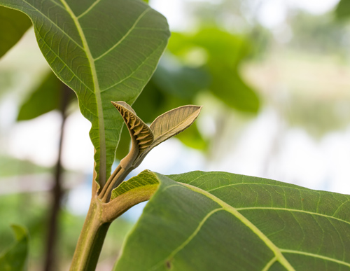teak-leaf-growth